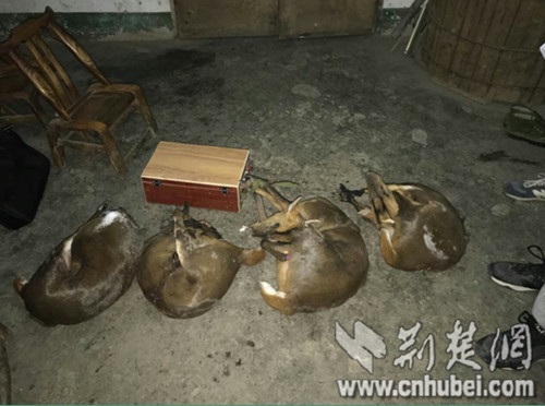 私设电网捕猎图_荆楚.jpg