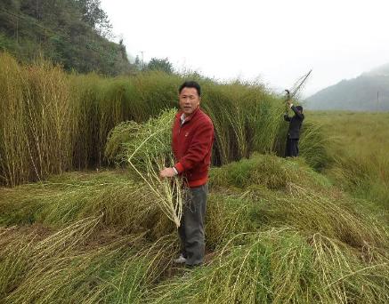 农民的艰辛创业路，小小的扫把却能年收入上千万？