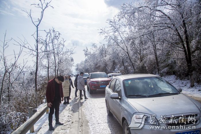 上山赏雪的车队。