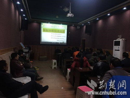 数十名农民接受辣椒种植技术培训.jpg