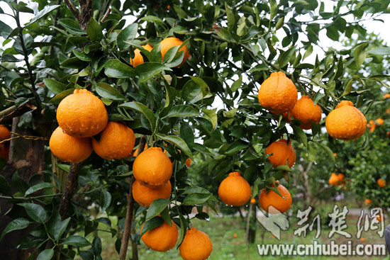 图为春季收获“不知火”丑柑丰收_副本.jpg 图为春季收获“不知火”丑柑丰收_副本.jpg