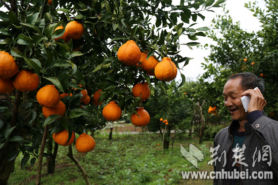 图为客商与向老汉预订丑柑_副本.jpg 图为客商与向老汉预订丑柑_副本.jpg