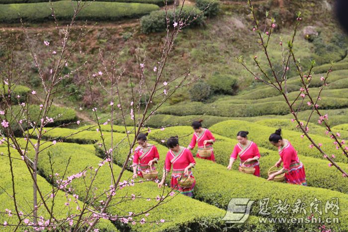 近日,鹤峰县木耳山春茶开园,土家妹子相约采新茶。(记者 赵 婧 摄)700