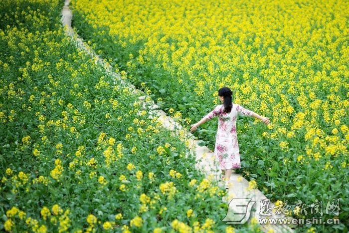 来凤县大河镇五道水村徐家寨的油菜花开了。