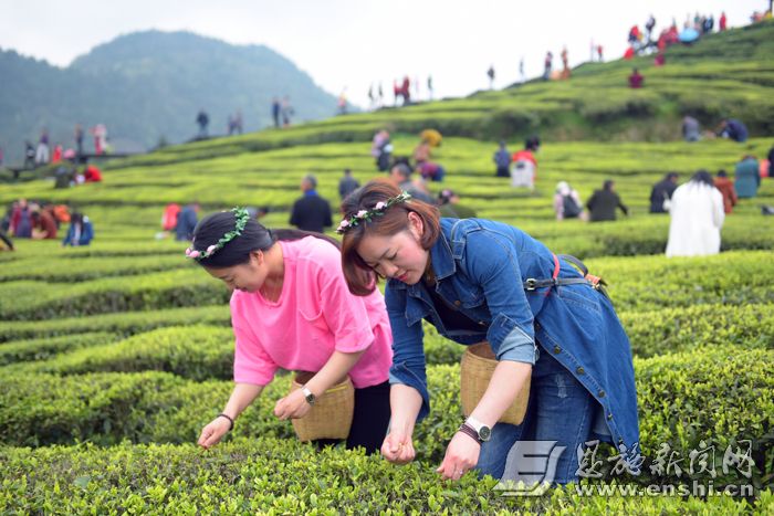 3月31日，游客在宣恩县万寨乡伍家台茶园开园节上体验采茶乐趣。 （记者 王俊 摄）