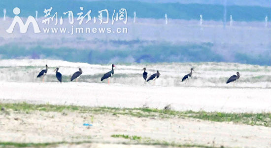 图1、8只“国宝”黑鹳栖息沙