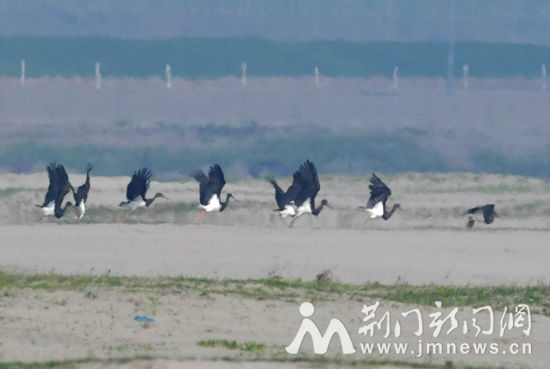 图2、黑鹳起飞时的壮观场面DS