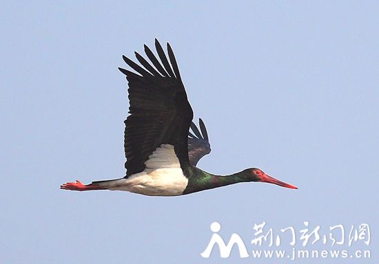 图3、黑鹳飞行时的姿态_副本