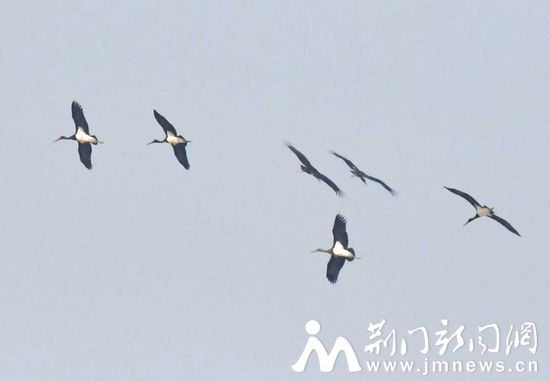 图5、黑鹳在汉江上空翱翔DSC_
