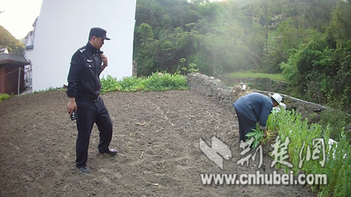 种罂粟_荆楚.jpg