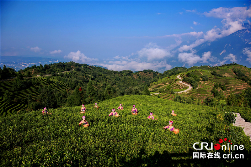 恩施“巴东郡贡茶“亮相第二届中国国际茶叶博览会 恩施“巴东郡贡茶“亮相第二届中国国际茶叶博览会