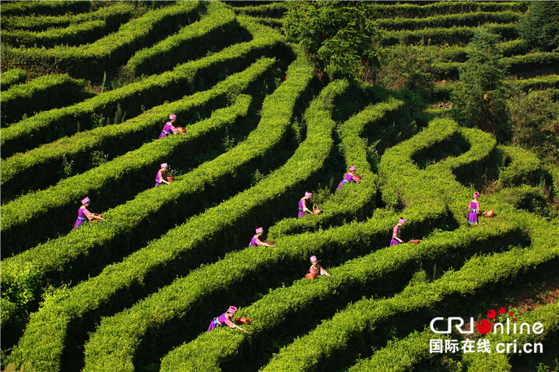 恩施“巴东郡贡茶“亮相第二届中国国际茶叶博览会 恩施“巴东郡贡茶“亮相第二届中国国际茶叶博览会