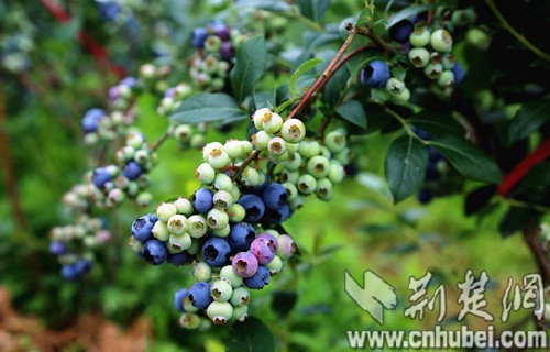 三里蓝莓园.jpg