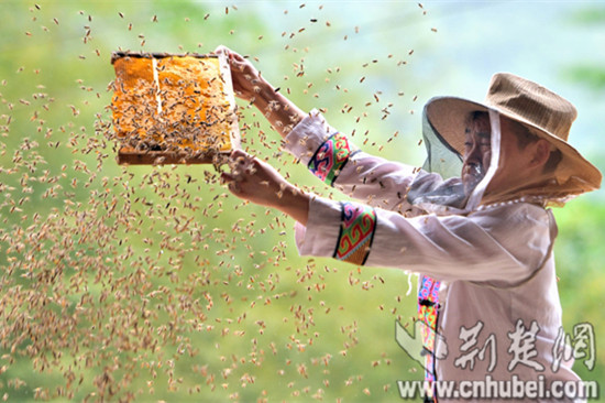 蜂农正在抖散蜂群观察酿蜜情况。通讯员杨顺丕 摄.jpg