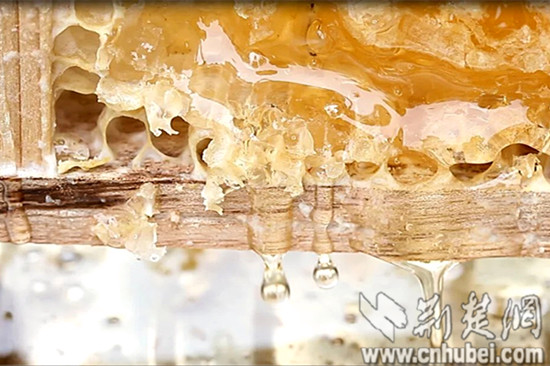 来凤县通过科学养殖获得的香甜蜂蜜。通讯员姚俊 摄_副本.jpg