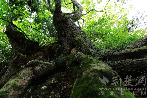 图六：古树群树根盘根错节。.JPG