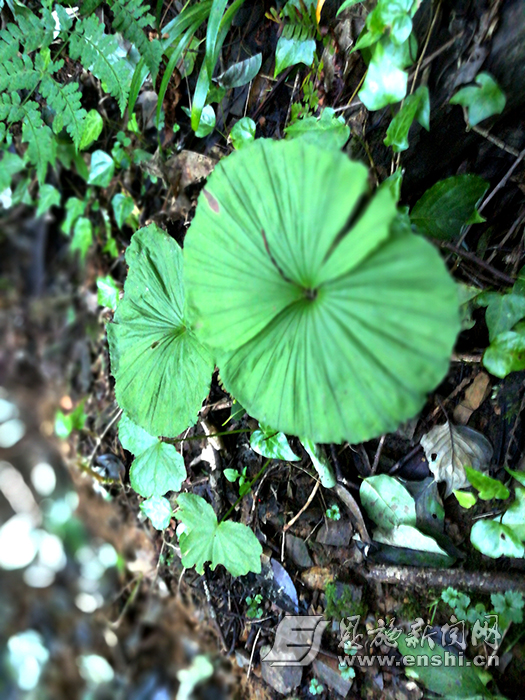 downLoad-20180717112932