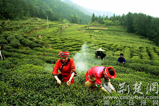 图片注释：利川红茶基地 唐旭摄.jpg