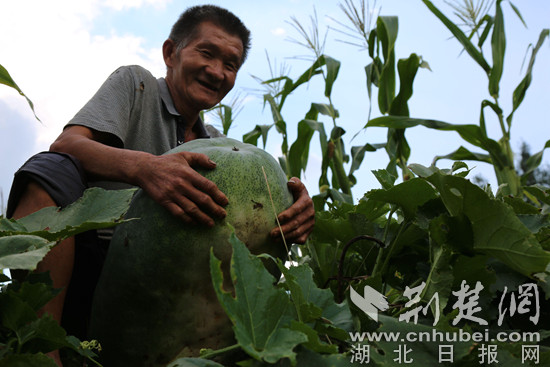 图为种植冬瓜丰收通讯员向继武摄影_副本.jpg
