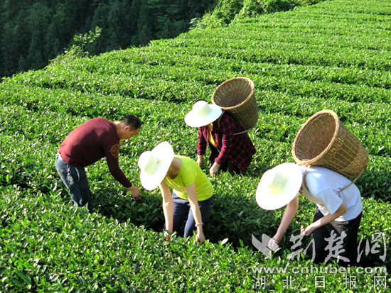 d:\Pictures\Camera Roll\12月\楠木村民采茶（一）_副本.jpg