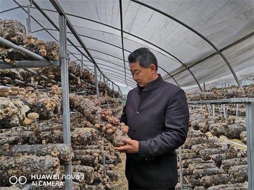香菇大棚.jpg 香菇大棚.jpg