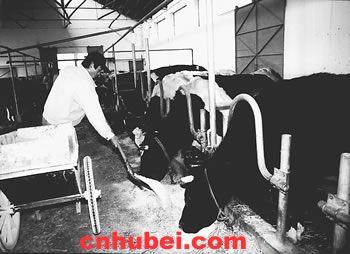 私营业主张亚隆独资兴建华隆养殖基地(图)