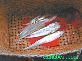 毛花鱼治癌?谣言(图)