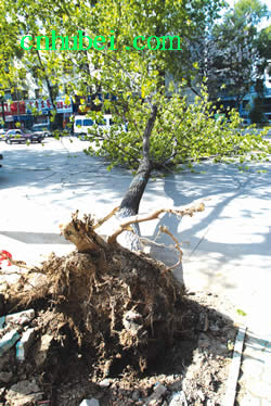 大树被人断根 猝倒街头(图)
