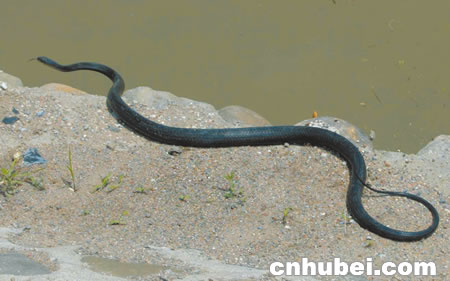 [释疑解惑说三峡6] 蓄水后动物命运如何? 陆上