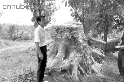 森林公园惊现古银杏树兜 谁砍了两棵活化石