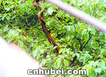 大蛇吊树上吓坏众住户 赶不走警察为难(图)