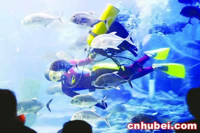 鱼儿怎么跳舞 ct-2003-110223-d4.jpg
