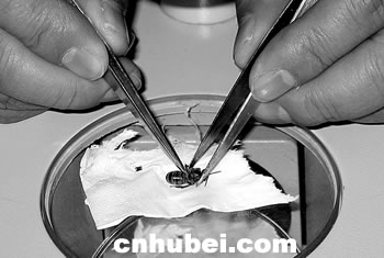 蜜蜂发音器官有待研究 昆虫学家昨鉴定聂利的