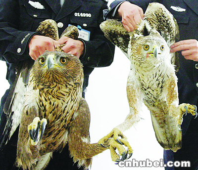 大客车中传出鸟叫声 民警截获两只珍禽(图)