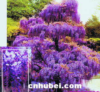 或火红或紫红或金黄 彩树为江城着靓妆(图)