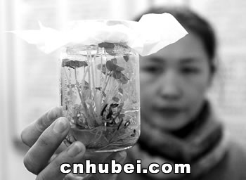 女农艺师给芋头脱毒(图)