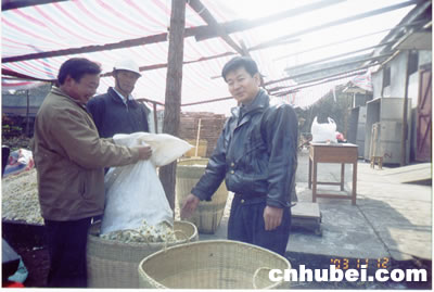 麻城福田河农村信用社支持菊花产业(图)