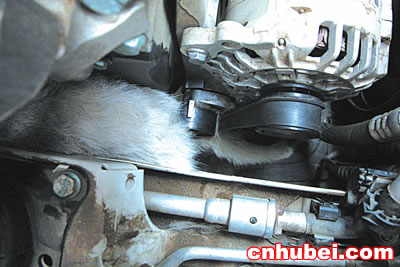 轿车一发动就闻猫叫声 原是小猫钻进发动机(图