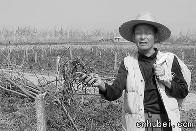 杨树在速生问题在疯长 良田种树现象观察(图