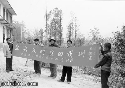 杨树在速生问题在疯长 良田种树现象观察(图