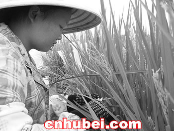 武大海南实验基地成绩斐然(图)