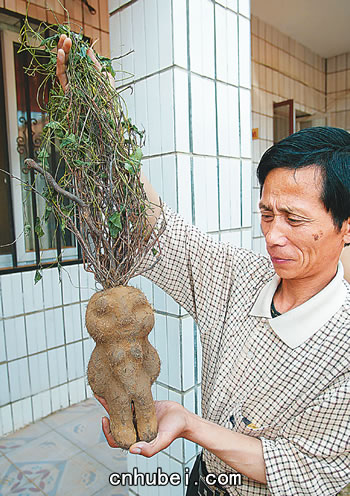 工地挖出人形何首乌图