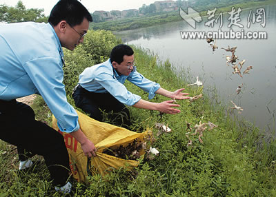 放生青蛙再演鼠追猫渔政建议联合执法(图)