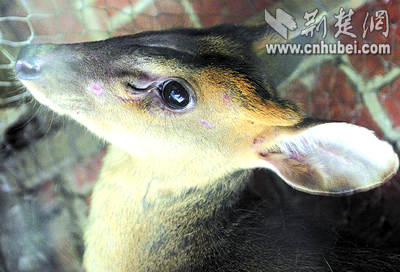 麂子闯入黄陂区一农家(组图)