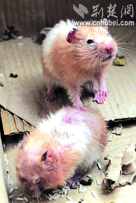 菜场捡到金丝熊(图)