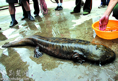 罕见大娃娃鱼昨日东湖戏水 武警送归渔政(图)