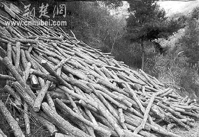 财政断奶砍树为生 武当山林场伐木何日休(图)