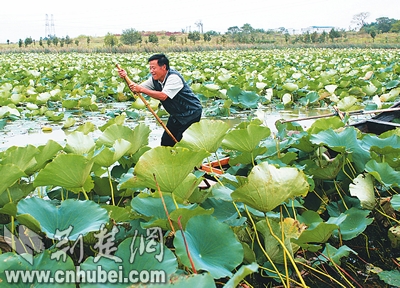 [都市写意]莲动下渔舟(图)