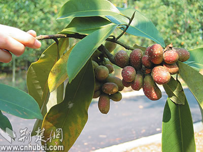 武汉植物园紫玉兰果实被盗 专家提醒果实有毒