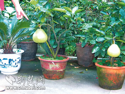 中科院武汉植物园盆栽柚子树挂果(图)